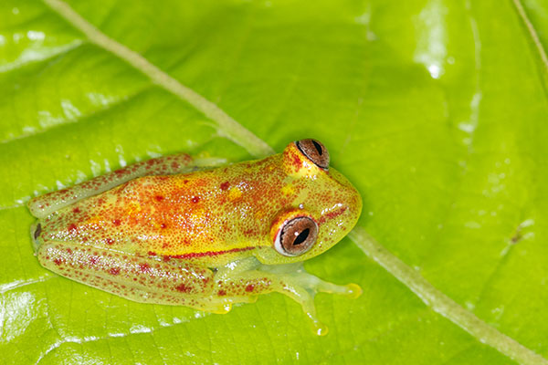 Polkadot Treefrog (Boana punctata)