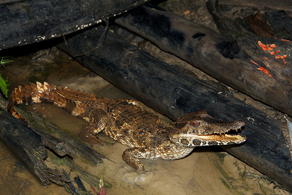 Smooth-fronted Caiman (Paleosuchus trigonatus)