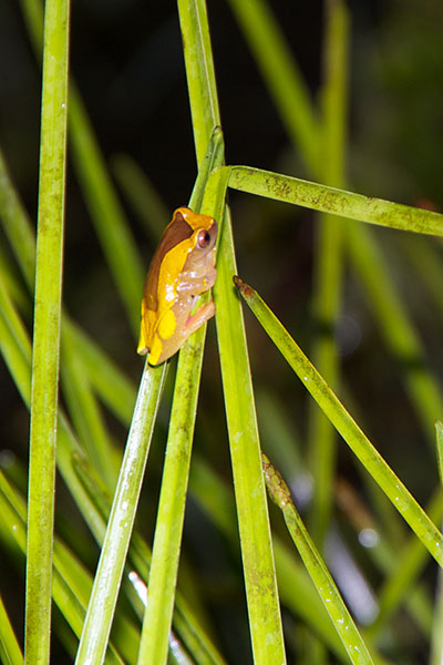 Variable Clown Treefrog (Dendropsophus triangulum)