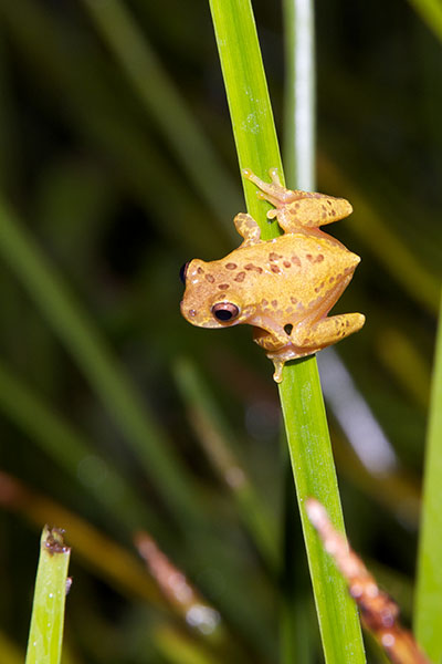 Variable Clown Treefrog (Dendropsophus triangulum)