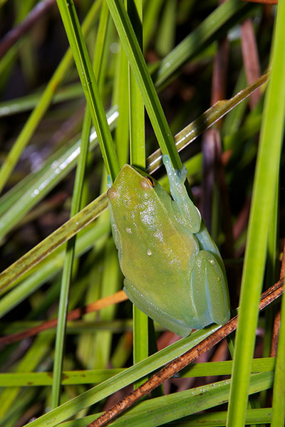 Greater Hatchet-faced Treefrog (Sphaenorhynchus lacteus)