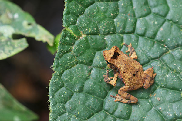 Crested Forest Toad (Rhinella "margaritifera")