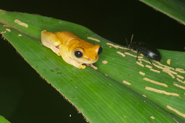 unidentified species (Dendropsophus sp)