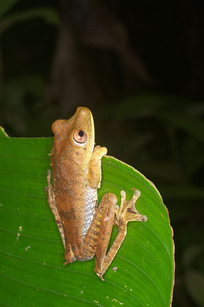 Giant Gladiator Treefrog (Boana boans)