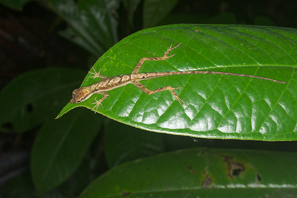 Common Forest Anole (Anolis trachyderma)