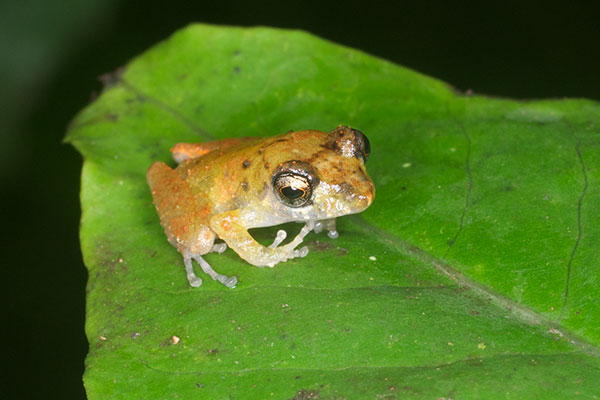 Luscombe’s Rain Frog (Pristimantis luscombei)