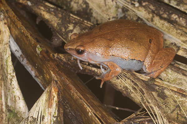 Amazon Sheep Frog (Hamptophryne boliviana)