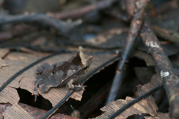 Crested Forest Toad (Rhinella "margaritifera")