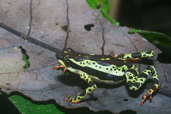 Common Harlequin Toad (Atelopus spumarius)