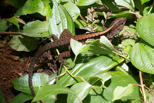 Forest Whiptail (Kentropyx pelviceps)