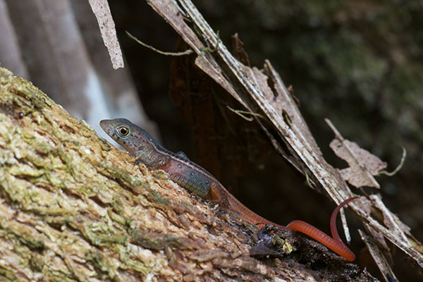 Black-striped Forest Lizard (Cercosaura ocellata bassleri)