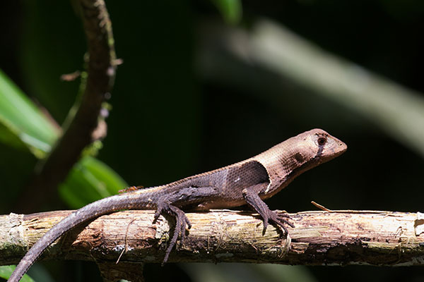 Western Leaf Lizard (Stenocercus fimbriatus)