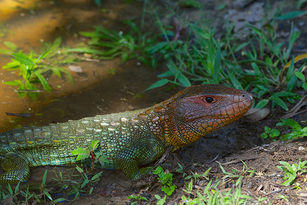 Northern Caiman Lizard (Dracaena guianensis)