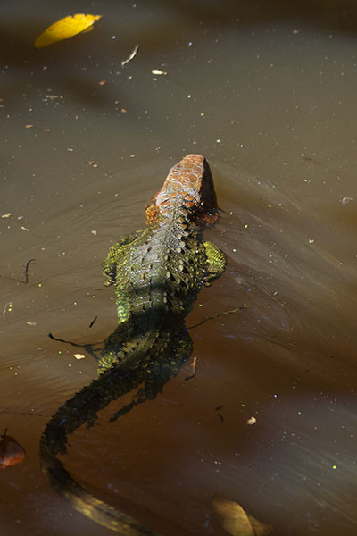 Northern Caiman Lizard (Dracaena guianensis)