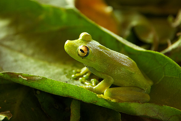 Rough-skinned Green Treefrog (Boana cinerascens)