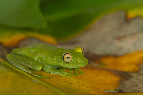 Rough-skinned Green Treefrog (Boana cinerascens)