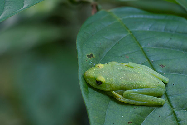 Rough-skinned Green Treefrog (Boana cinerascens)