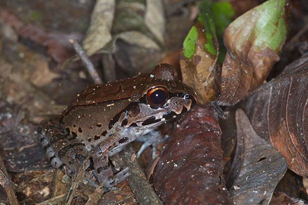 Smokey Jungle Frog (Leptodactylus pentadactylus)