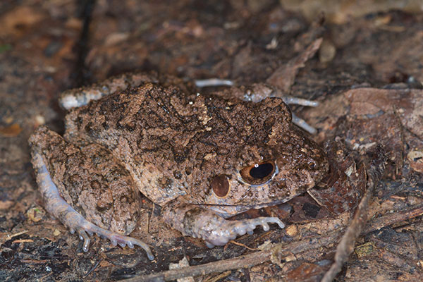 Common Big-headed Rain Frog (Oreobates quixensis)