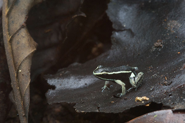 Pale-striped Poison Frog (Ameerega hahneli)