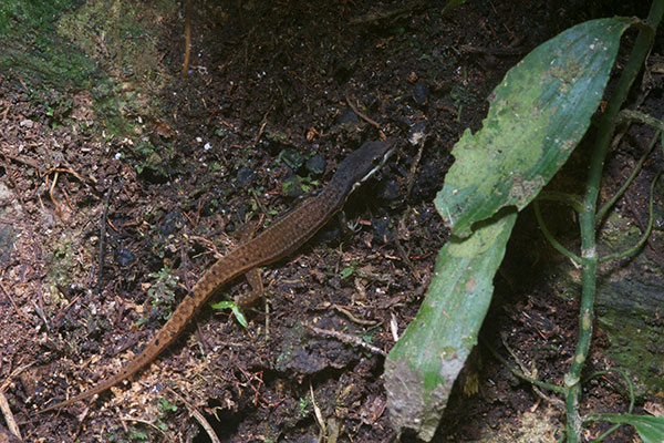 Elegant Eyed Lizard (Cercosaura argula)