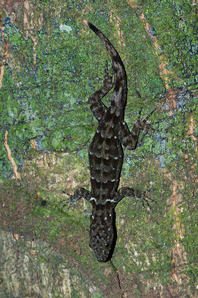 Collared Forest Gecko (Gonatodes concinnatus)