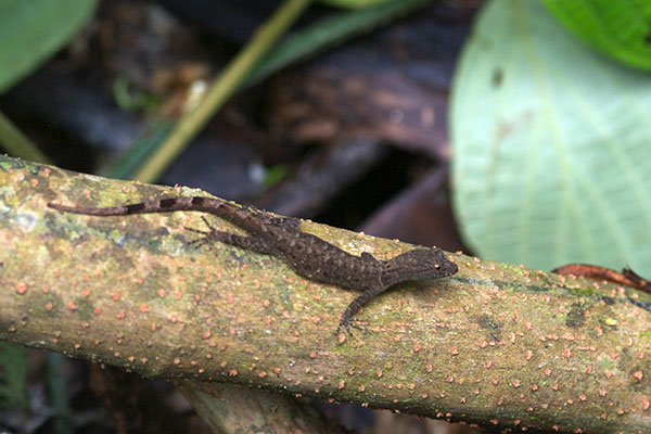 Collared Forest Gecko (Gonatodes concinnatus)