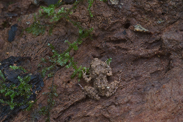 Common Big-headed Rain Frog (Oreobates quixensis)