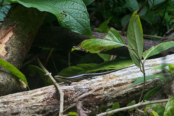 South American Spotted Skink (Copeoglossum nigropunctatum)