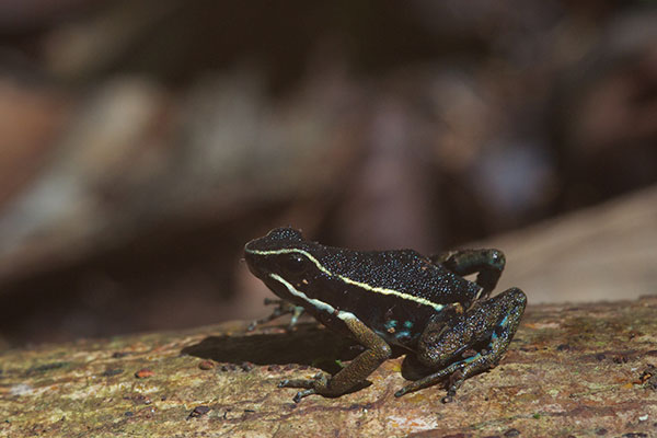 Pale-striped Poison Frog (Ameerega hahneli)