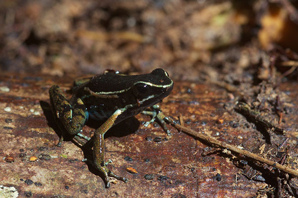 Pale-striped Poison Frog (Ameerega hahneli)