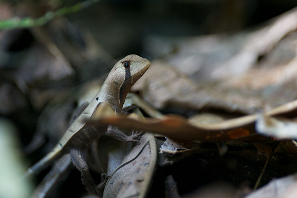 Western Leaf Lizard (Stenocercus fimbriatus)