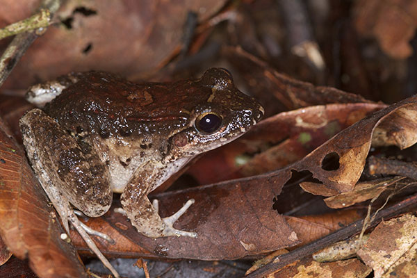 Dwarf Jungle Frog (Leptodactylus wagneri)