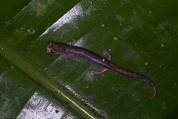 Peruvian Climbing Salamander (Bolitoglossa peruviana)