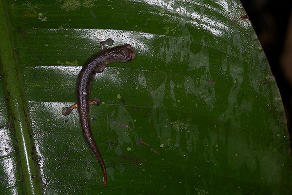 Peruvian Climbing Salamander (Bolitoglossa peruviana)