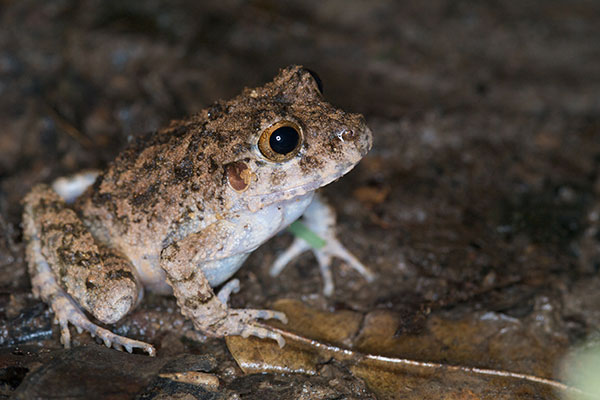 Common Big-headed Rain Frog (Oreobates quixensis)