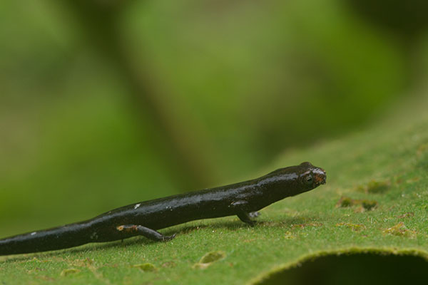 Peruvian Climbing Salamander (Bolitoglossa peruviana)