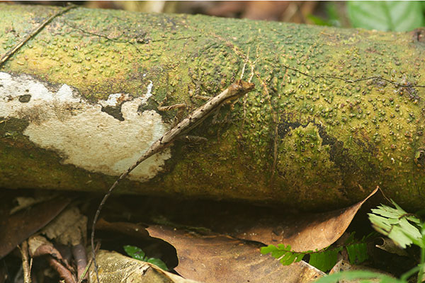 Common Forest Anole (Anolis trachyderma)