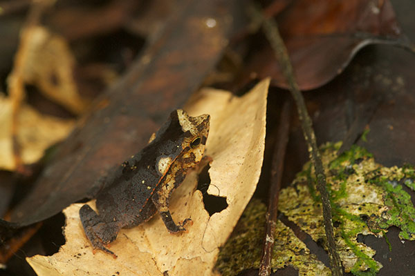 Crested Forest Toad (Rhinella "margaritifera")