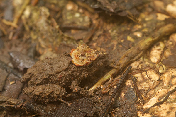 unidentified species (Pristimantis sp 1)