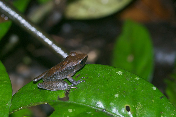 Peruvian Rain Frog (Pristimantis peruvianus)