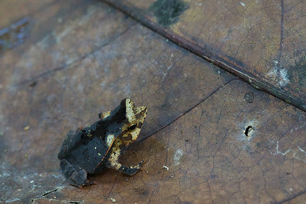 Crested Forest Toad (Rhinella "margaritifera")