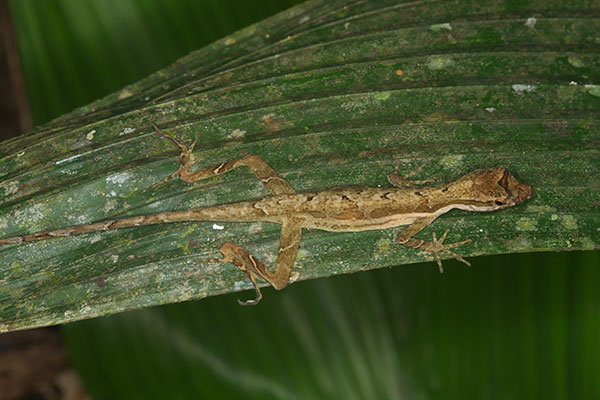 Common Forest Anole (Anolis trachyderma)