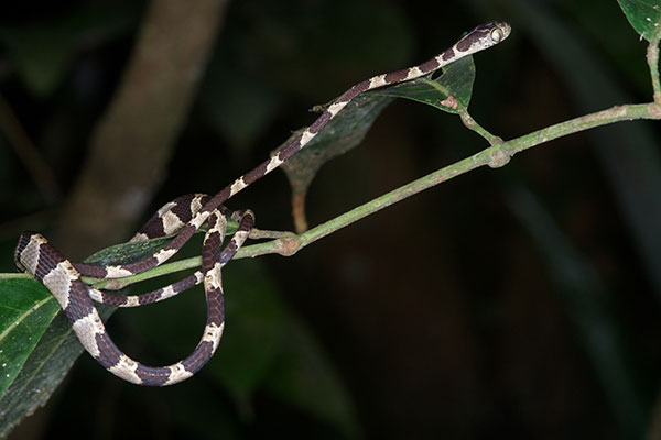 Common Blunt-headed Tree Snake (Imantodes cenchoa)