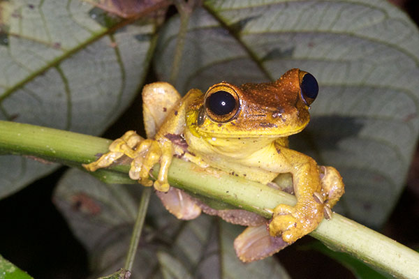 Yasuni Broad-headed Treefrog (Osteocephalus yasuni)