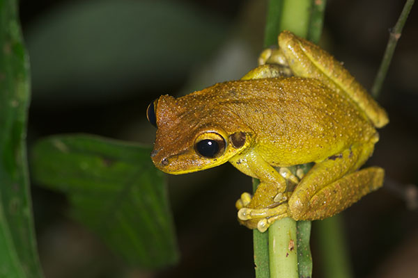 Yasuni Broad-headed Treefrog (Osteocephalus yasuni)