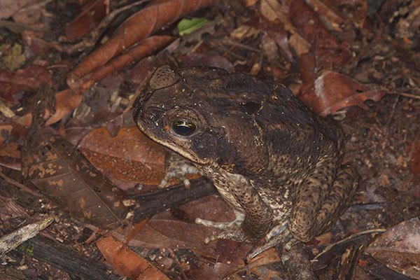 Cane Toad (Rhinella marina)