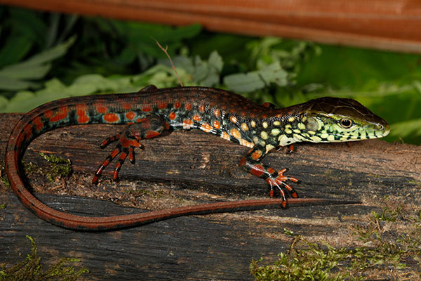 Crocodile Tegu (Crocodilurus amazonicus)