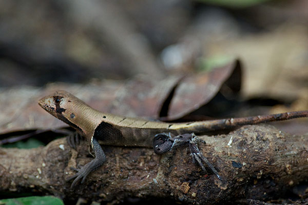 Western Leaf Lizard (Stenocercus fimbriatus)