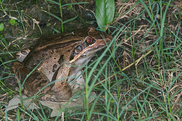 Sharp-nosed Jungle Frog (Leptodactylus bolivianus)